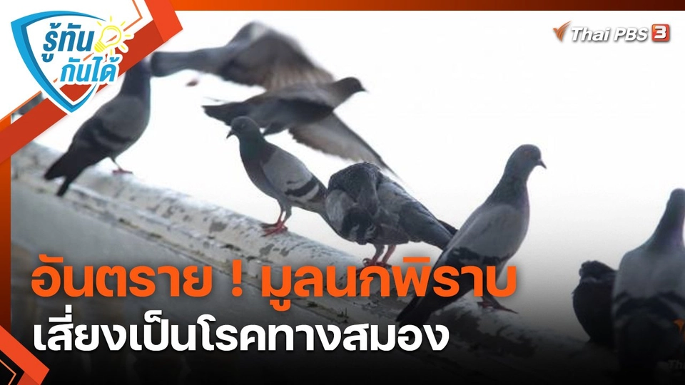 รู้ทันกันได้ : อันตราย! มูลนกพิราบ เสี่ยงเป็นโรคทางสมอง