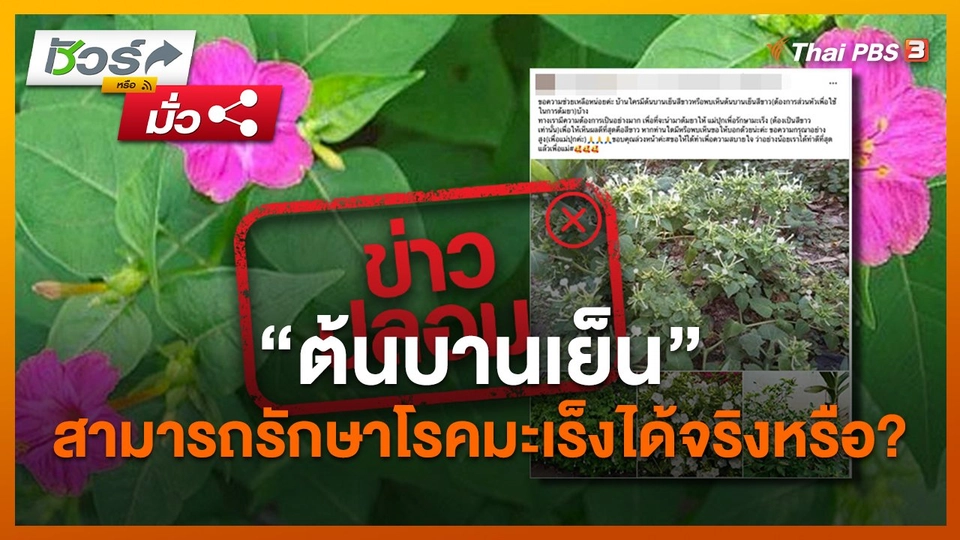"ต้นบานเย็น" สามารถรักษาโรคมะเร็งได้จริงหรือ?