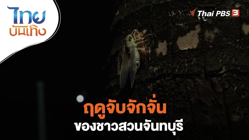 ฤดูจับจักจั่นของชาวสวนจันทบุรี