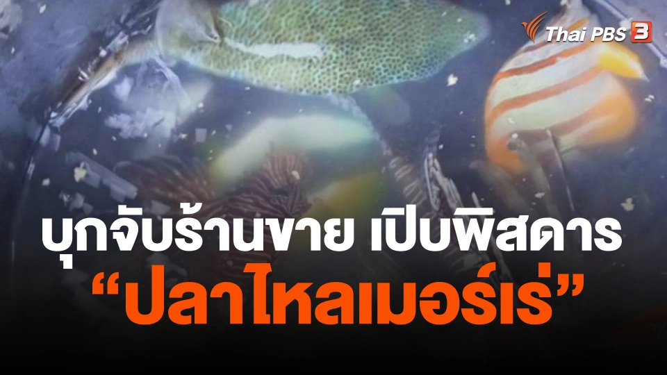 บุกจับร้านอาหาร ขายเปิบพิสดาร "ปลาไหลเมอร์เร่"
