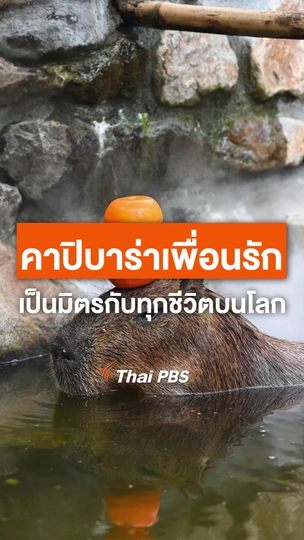 คาปิบาร่าเพื่อนรัก เป็นมิตรกับทุกชีวิตบนโลก