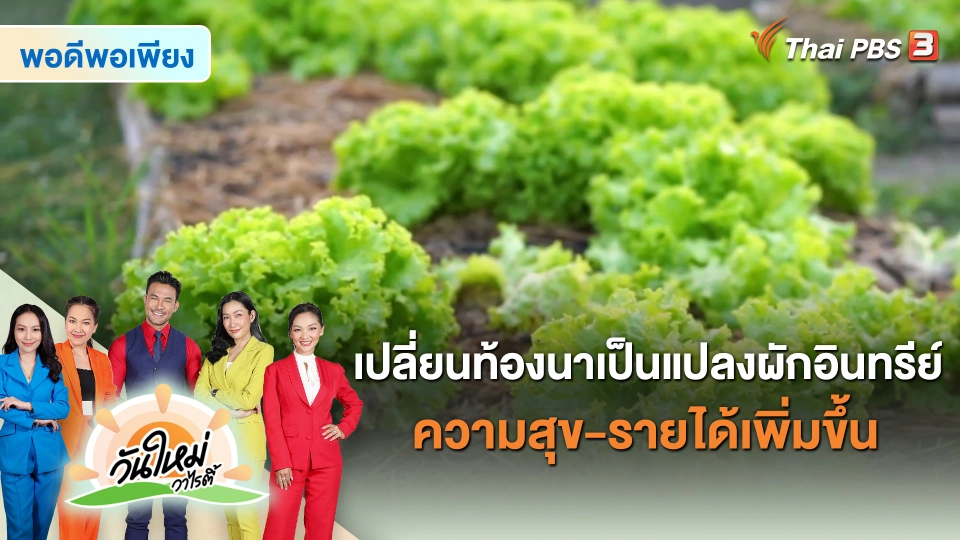 เปลี่ยนท้องนาเป็นแปลงผักอินทรีย์ ความสุข-รายได้เพิ่มขึ้น