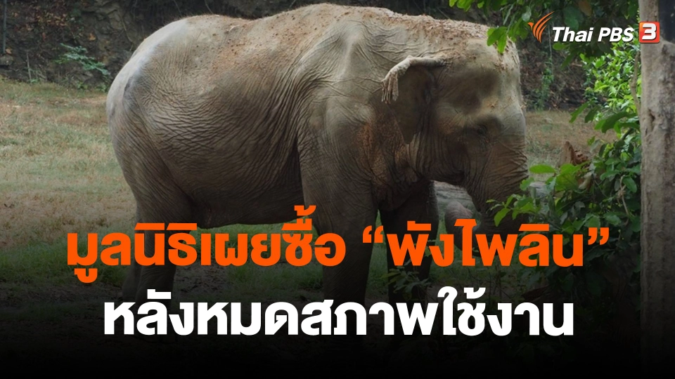 ​มูลนิธิเผยซื้อ "พังไพลิน" หลังหมดสภาพใช้งาน