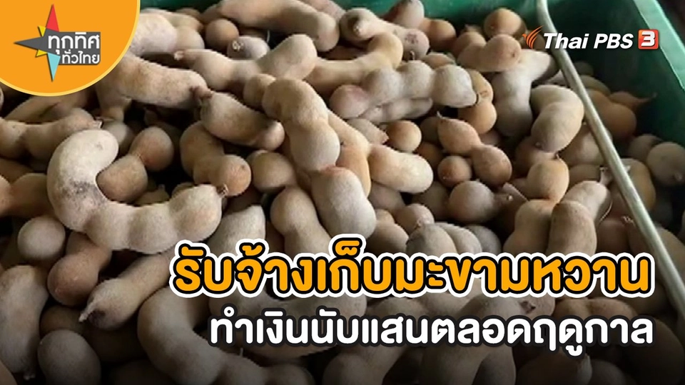 รับจ้างเก็บมะขามหวานทำเงินนับแสนตลอดฤดูกาล