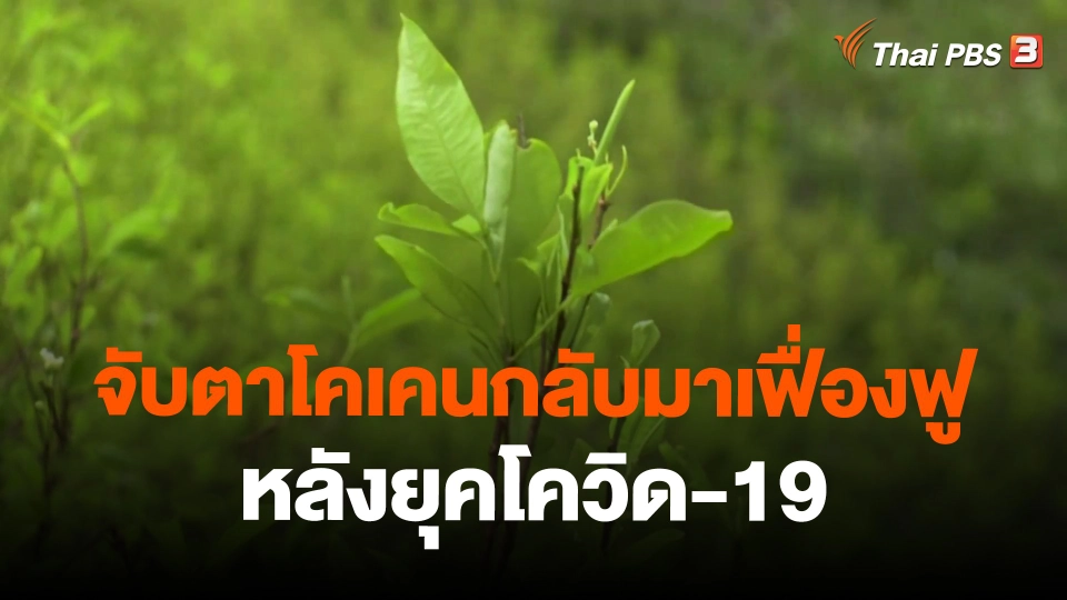 จับตาโคเคนกลับมาเฟื่องฟูหลังยุคโควิด-19