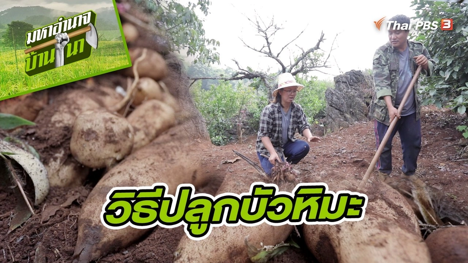 ​สูตรลับฉบับบ้านนา : วิธีปลูกบัวหิมะ