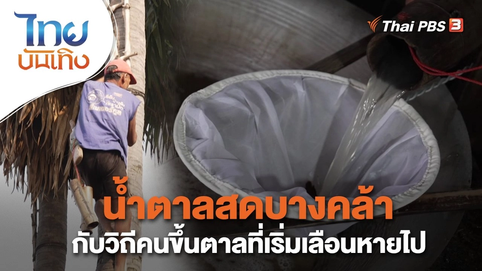 ​อิ่มมนต์รส : น้ำตาลสดบางคล้ากับวิถีคนขึ้นตาลที่เริ่มเลือนหายไป