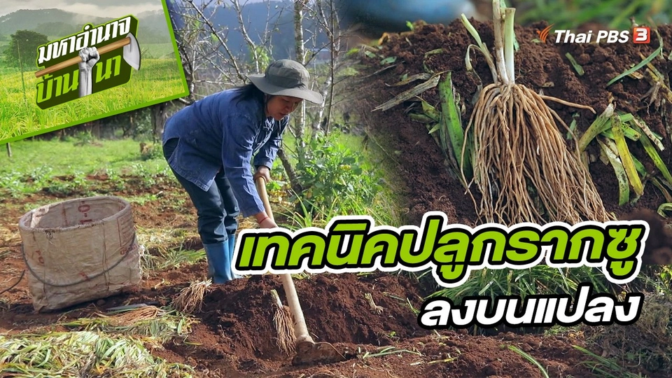 สูตรลับฉบับบ้านนา : เทคนิคปลูกรากซูลงบนแปลง