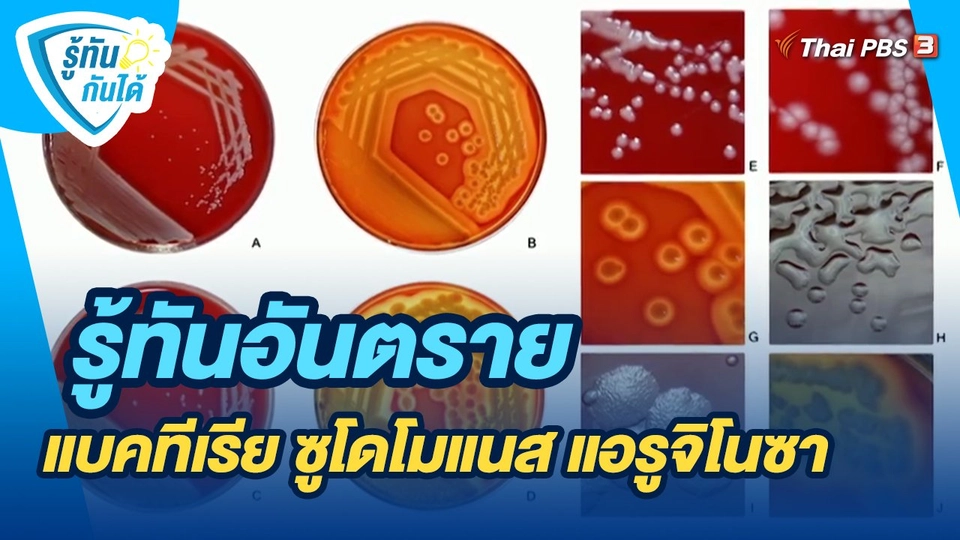 ​รู้ทันกันได้ : รู้ทันอันตราย แบคทีเรีย ซูโดโมแนส แอรูจิโนซา