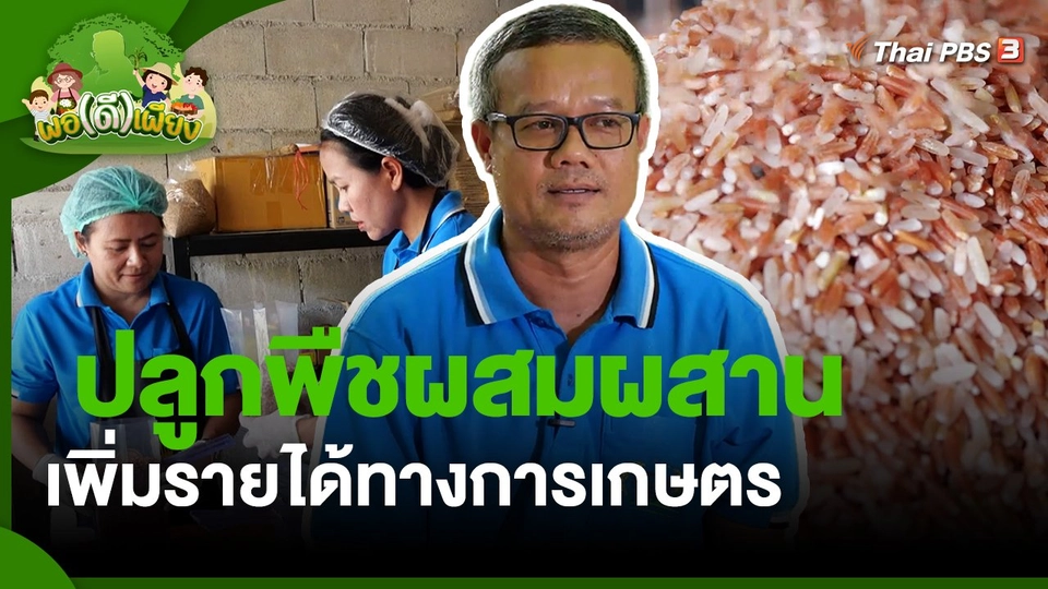 ​พอดีพอเพียง : ปลูกพืชผสมผสาน เพิ่มรายได้ทางการเกษตร