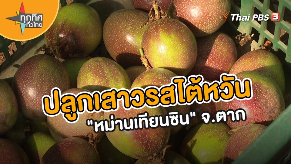 ปลูกเสาวรสไต้หวัน "หม่านเทียนซิน" จ.ตาก