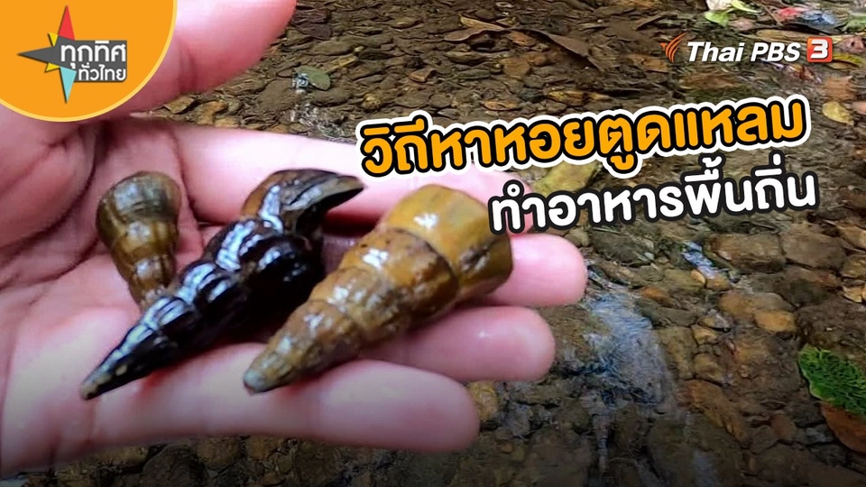 วิถีทั่วไทย : วิถีหาหอยตูดแหลมทำอาหารพื้นถิ่น