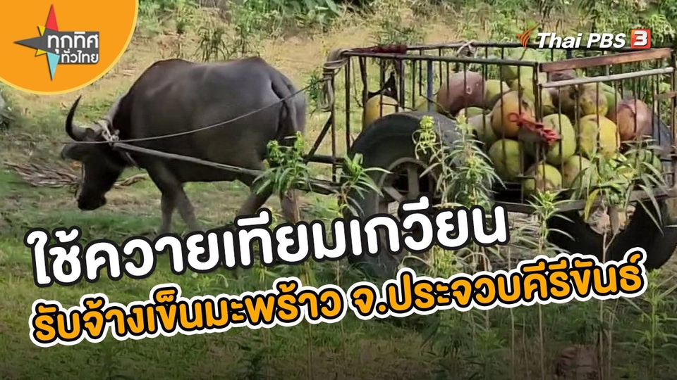 ​ชุดใหญ่ไฟกระพริบ : ใช้ควายเทียมเกวียนรับจ้างเข็นมะพร้าว จ.ประจวบคีรีขันธ์