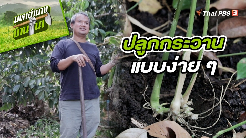 ​สูตรลับฉบับบ้านนา : ปลูกกระวานแบบง่าย ๆ