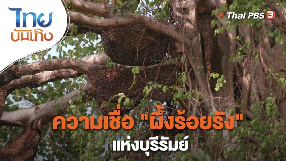 ความเชื่อ "ผึ้งร้อยรัง" แห่งบุรีรัมย์