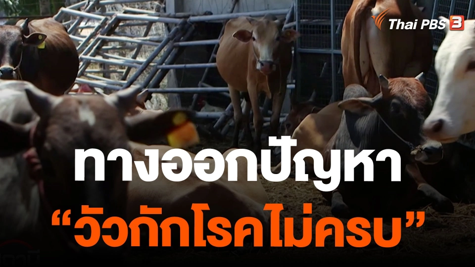 ทางออกปัญหา "วัวกักโรคไม่ครบ"