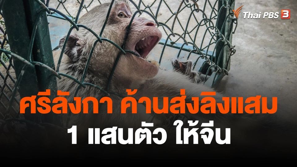 นักพิทักษ์สัตว์ศรีลังกา ค้านส่งลิงแสม 1 แสนตัว ให้จีน