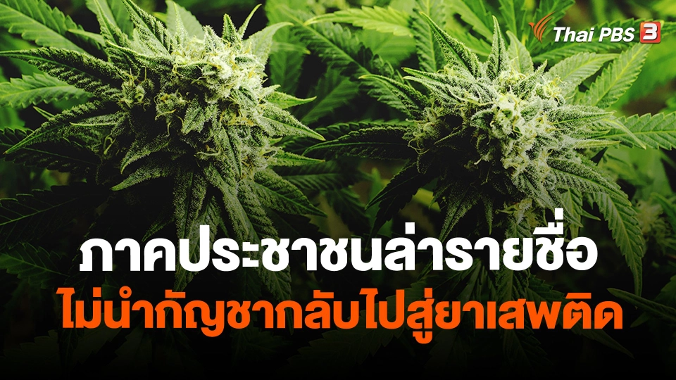 ​ภาคประชาชนล่ารายชื่อไม่นำกัญชากลับไปสู่ยาเสพติด