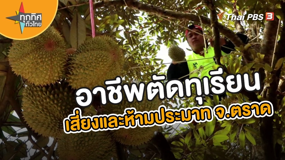 อาชีพตัดทุเรียนเสี่ยงและห้ามประมาท จ.ตราด
