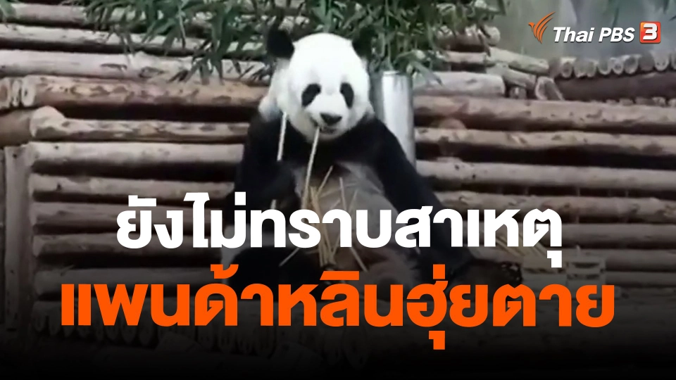 ​ยังไม่ทราบสาเหตุแพนด้าหลินฮุ่ยตาย