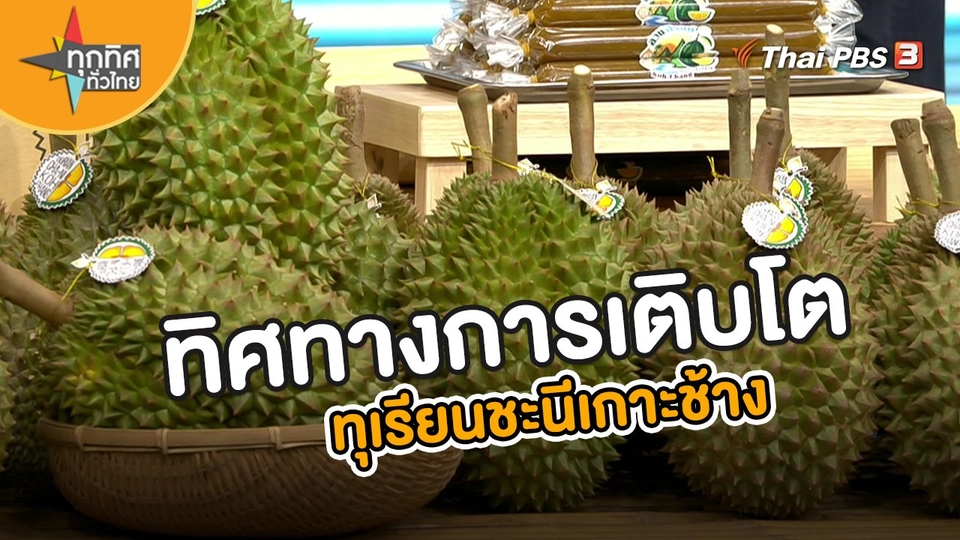 ทิศทางการเติบโตทุเรียนชะนีเกาะช้าง