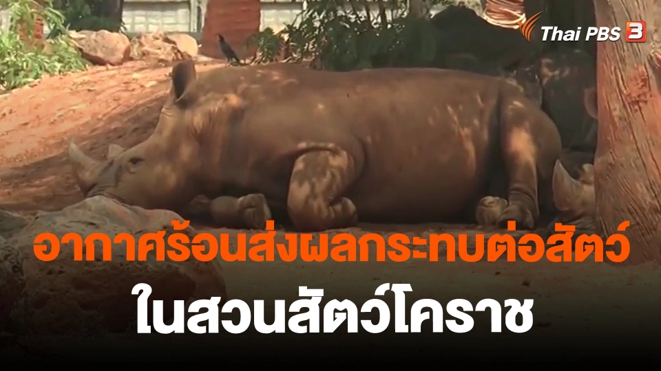 ​อากาศร้อนส่งผลกระทบต่อสัตว์ในสวนสัตว์โคราช