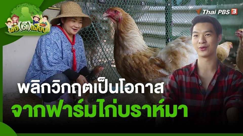 ​พอดีพอเพียง : พลิกวิกฤตเป็นโอกาส จากฟาร์มไก่บราห์มา
