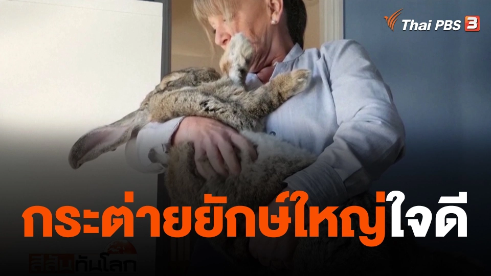 กระต่ายยักษ์ใหญ่ใจดี