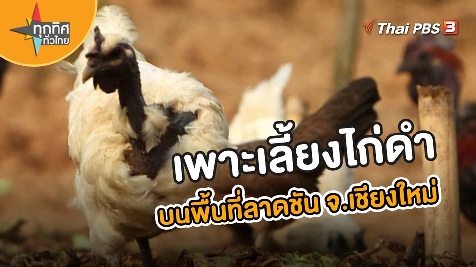 เพาะเลี้ยงไก่ดำบนพื้นที่ลาดชัน จ.เชียงใหม่