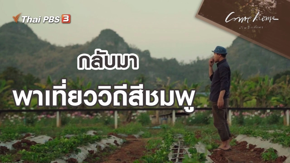 เรื่องเล่าคนกลับบ้าน : กลับมาพาเที่ยววิถีสีชมพู