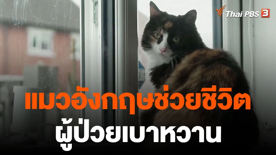 แมวอังกฤษช่วยชีวิตผู้ป่วยเบาหวาน