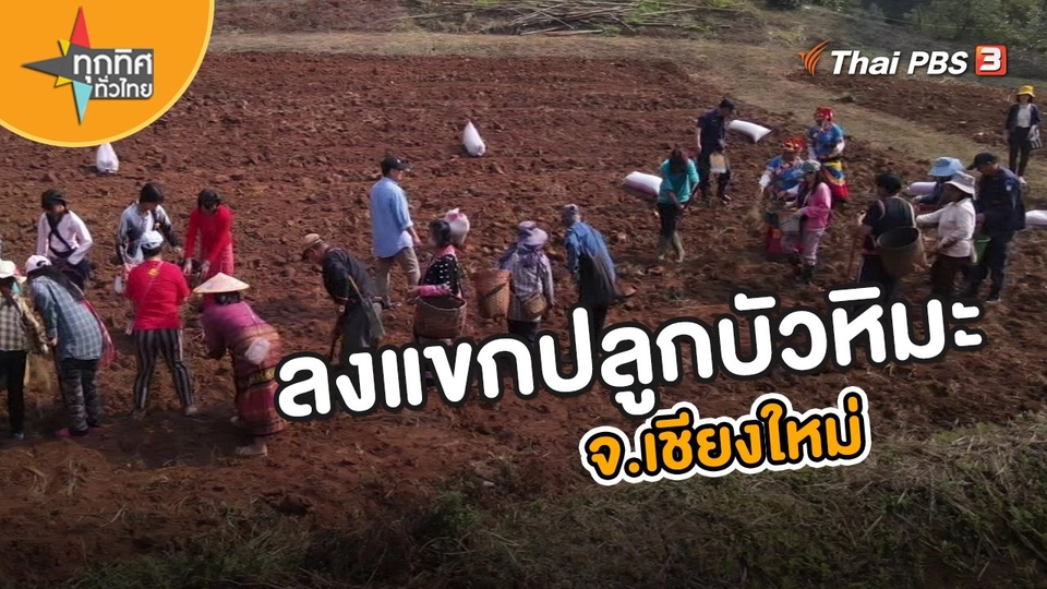 ลงแขกปลูกบัวหิมะ จ.เชียงใหม่