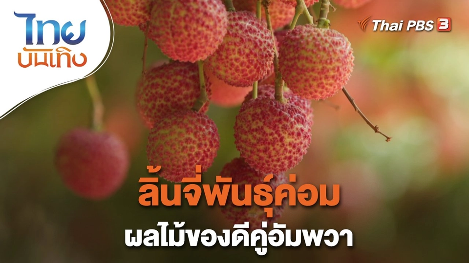 อิ่มมนต์รส : ลิ้นจี่พันธุ์ค่อม ผลไม้ของดีคู่อัมพวา