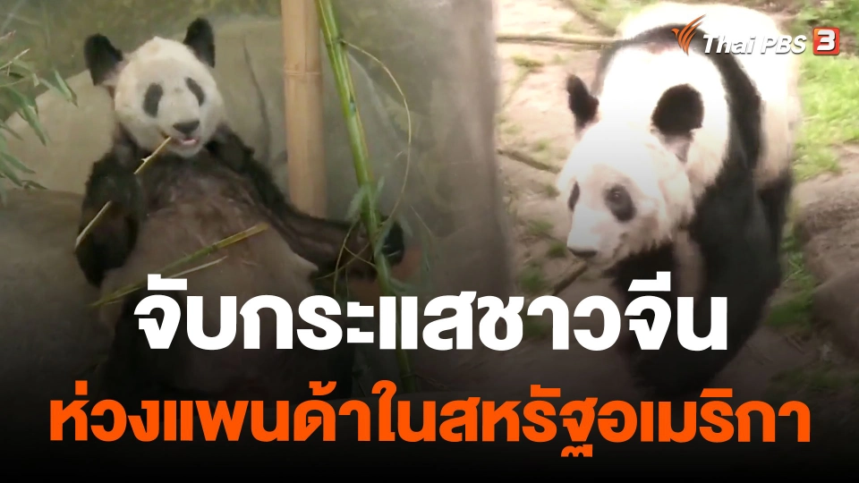 จับกระแสชาวจีนห่วงแพนด้าในสหรัฐอเมริกา