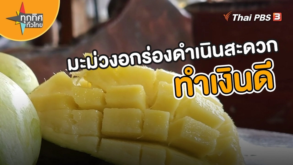 อาชีพทั่วไทย : มะม่วงอกร่องดำเนินสะดวกทำเงินดี