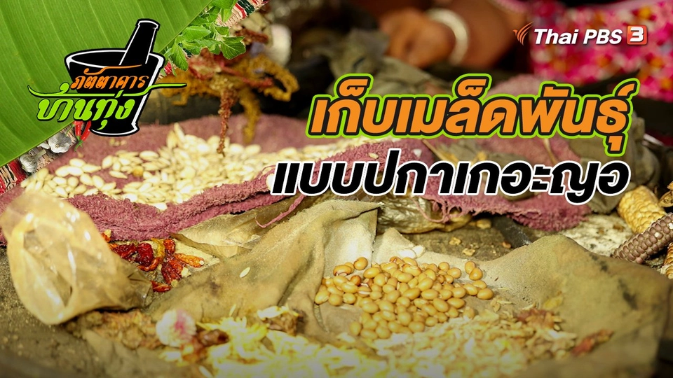 เก็บเมล็ดพันธุ์แบบปกาเกอะญอ