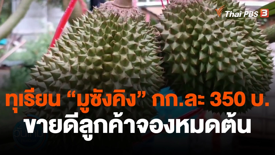 ทุเรียน "มูซังคิง" กก.ละ 350 บ. ขายดีลูกค้าจองหมดต้น