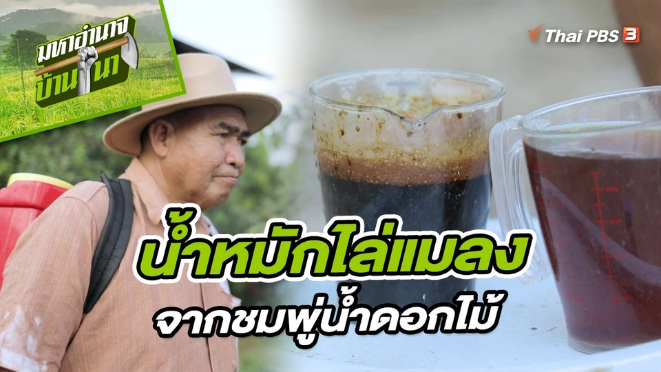 ​สูตรลับฉบับบ้านนา : น้ำหมักไล่แมลงจากชมพู่น้ำดอกไม้