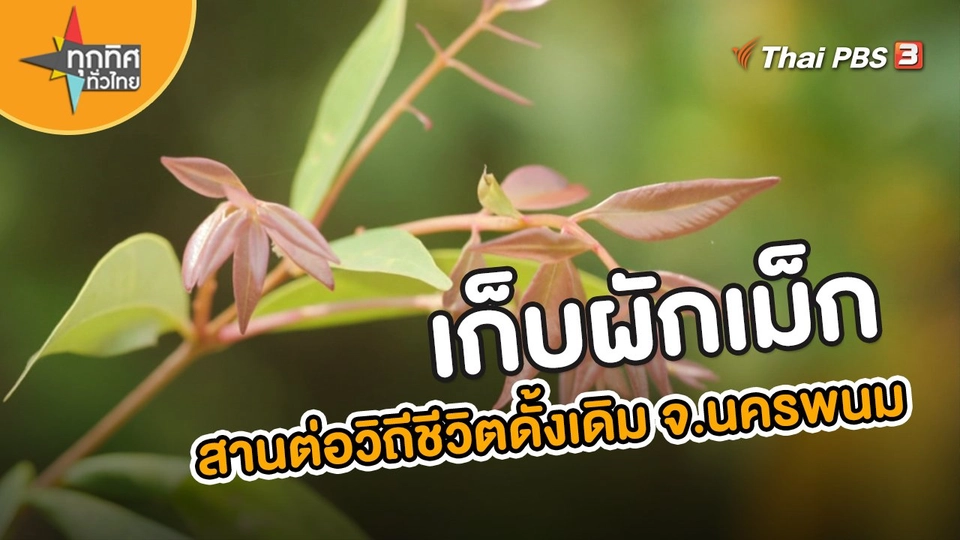​อาชีพทั่วไทย : เก็บผักเม็ก คนรุ่นใหม่สานต่อวิถีชีวิตดั้งเดิม จ.นครพนม