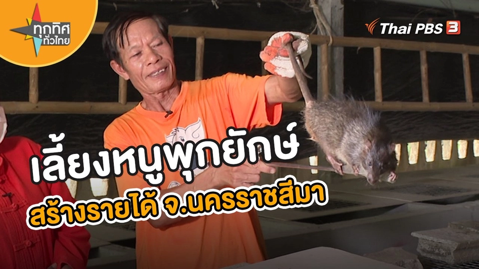 ​อาชีพทั่วไทย : เลี้ยงหนูพุกยักษ์สร้างรายได้ จ.นครราชสีมา