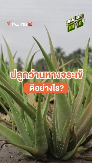 ปลูกว่านหางจระเข้ดีอย่างไร