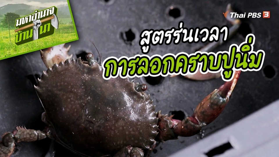 สูตรลับฉบับบ้านนา : สูตรร่นเวลาการลอกคราบปูนิ่ม