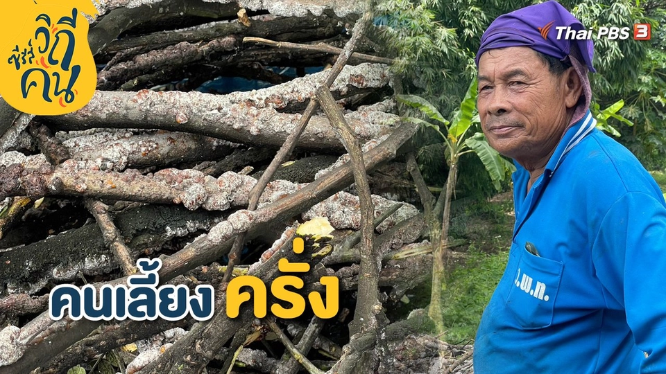 ​คนเลี้ยงครั่ง