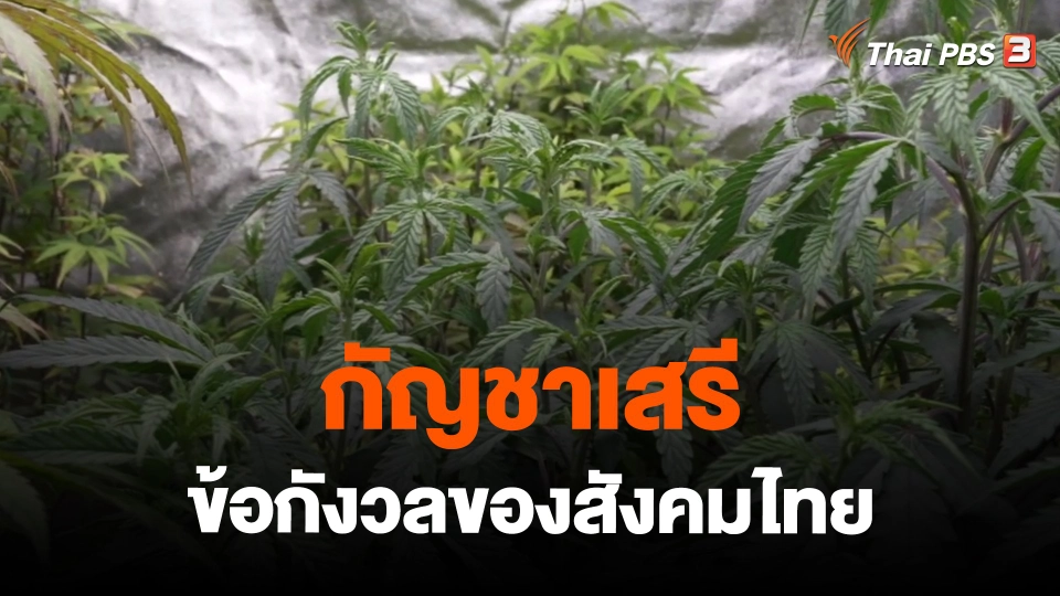 ​ข่าวเด่นไทยพีบีเอส ปี 2565 : กัญชาเสรีข้อกังวลของสังคมไทย