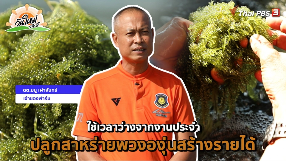 พอดีพอเพียง : ใช้เวลาว่างจากงานประจำปลูกสาหร่ายพวงองุ่นสร้างรายได้