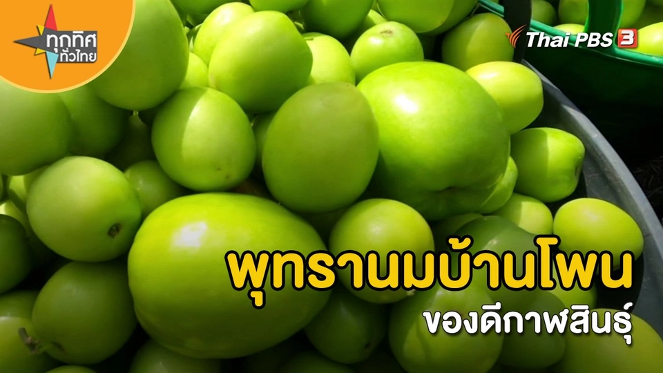 ​อาชีพทั่วไทย : "พุทรานมบ้านโพน" ของดีกาฬสินธุ์
