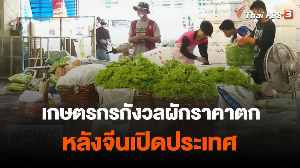 เกษตรกรกังวลผักราคาตกหลังจีนเปิดประเทศ