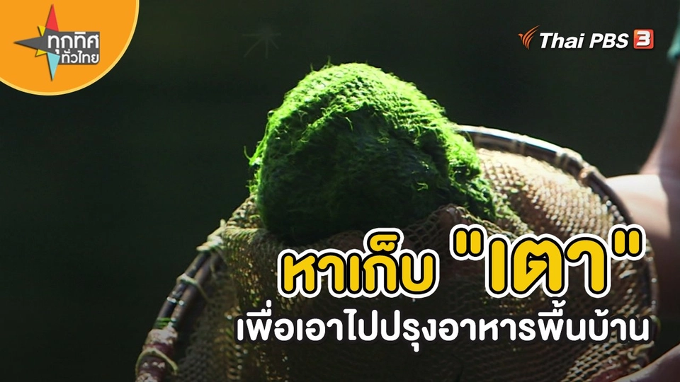 ​วิถีทั่วไทย : หาเก็บ "เตา" เพื่อเอาไปปรุงอาหารพื้นบ้าน
