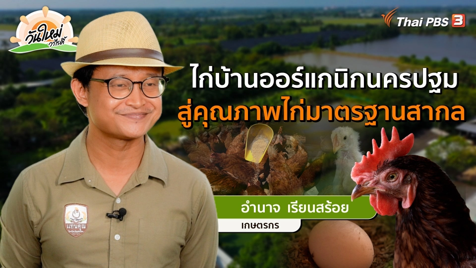 พอดีพอเพียง : ไก่บ้านออร์แกนิกนครปฐม สู่คุณภาพไก่มาตรฐานสากล