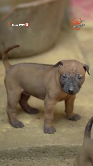 สุนัขหลังอาน จ.ตราด